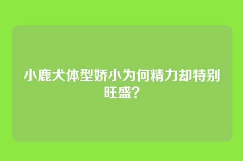 小鹿犬体型娇小为何精力却特别旺盛？
