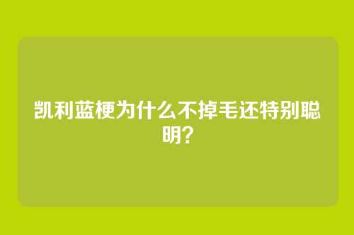 凯利蓝梗为什么不掉毛还特别聪明？