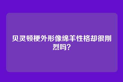 贝灵顿梗外形像绵羊性格却很刚烈吗？