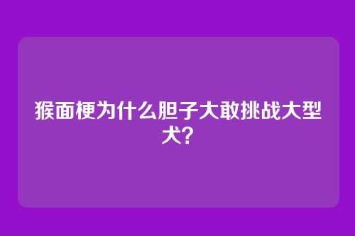 猴面梗为什么胆子大敢挑战大型犬？