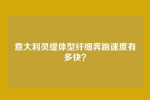 意大利灵缇体型纤细奔跑速度有多快？