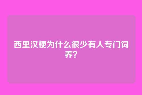 西里汉梗为什么很少有人专门饲养？