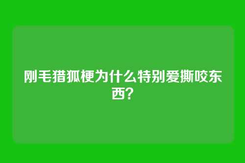 刚毛猎狐梗为什么特别爱撕咬东西？