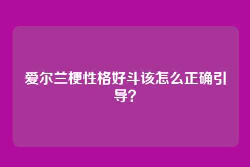 爱尔兰梗性格好斗该怎么正确引导？