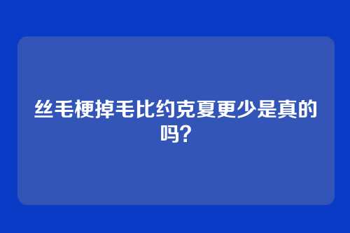 丝毛梗掉毛比约克夏更少是真的吗？