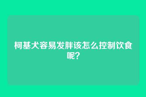 柯基犬容易发胖该怎么控制饮食呢？
