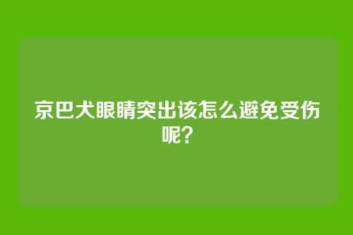 京巴犬眼睛突出该怎么避免受伤呢？