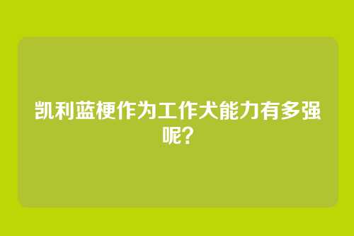 凯利蓝梗作为工作犬能力有多强呢？