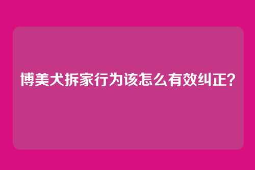 博美犬拆家行为该怎么有效纠正？