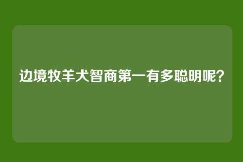 边境牧羊犬智商第一有多聪明呢？