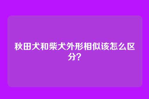 秋田犬和柴犬外形相似该怎么区分？