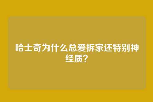 哈士奇为什么总爱拆家还特别神经质？