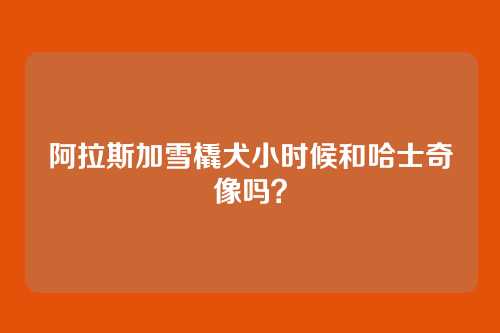 阿拉斯加雪橇犬小时候和哈士奇像吗？