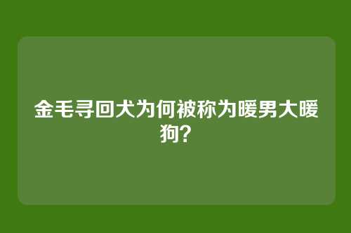 金毛寻回犬为何被称为暖男大暖狗？