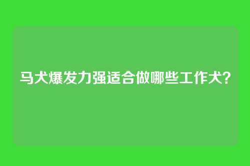 马犬爆发力强适合做哪些工作犬？