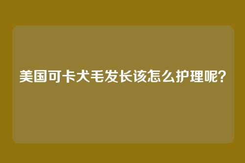 美国可卡犬毛发长该怎么护理呢？