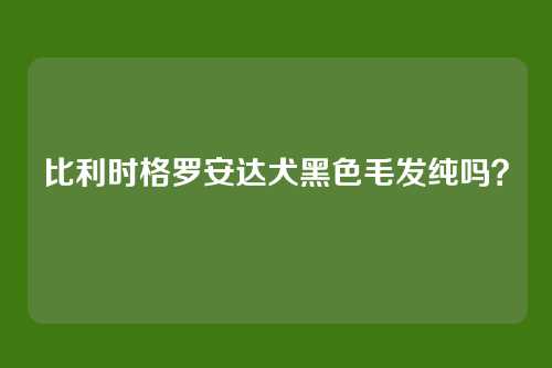 比利时格罗安达犬黑色毛发纯吗？