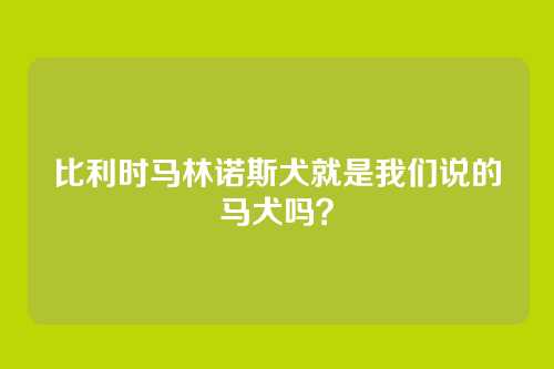 比利时马林诺斯犬就是我们说的马犬吗？