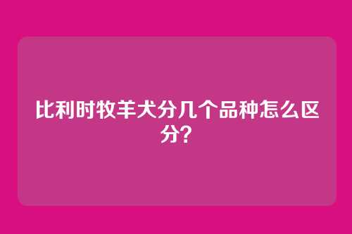 比利时牧羊犬分几个品种怎么区分?
