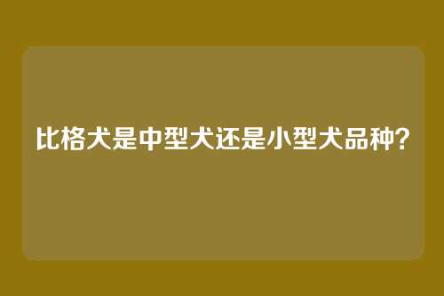 比格犬是中型犬还是小型犬品种？