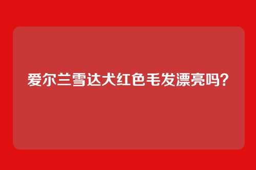 爱尔兰雪达犬红色毛发漂亮吗？