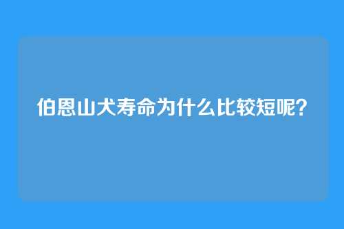 伯恩山犬寿命为什么比较短呢？