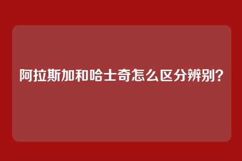 阿拉斯加和哈士奇怎么区分辨别？