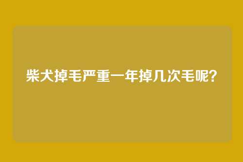 柴犬掉毛严重一年掉几次毛呢？