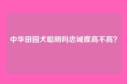 中华田园犬聪明吗忠诚度高不高？