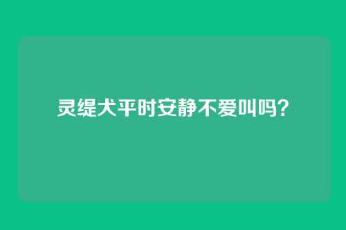 灵缇犬平时安静不爱叫吗？