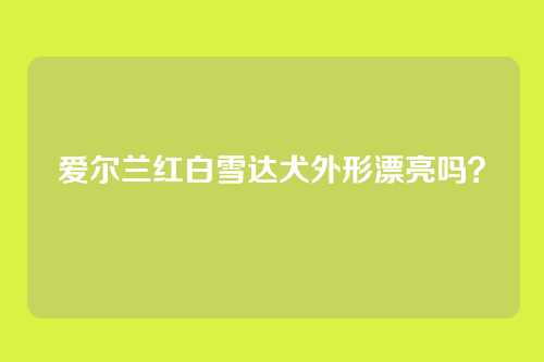 爱尔兰红白雪达犬外形漂亮吗?