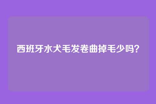 西班牙水犬毛发卷曲掉毛少吗？