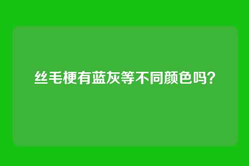 丝毛梗有蓝灰等不同颜色吗?