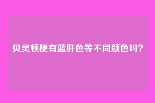 贝灵顿梗有蓝肝色等不同颜色吗？