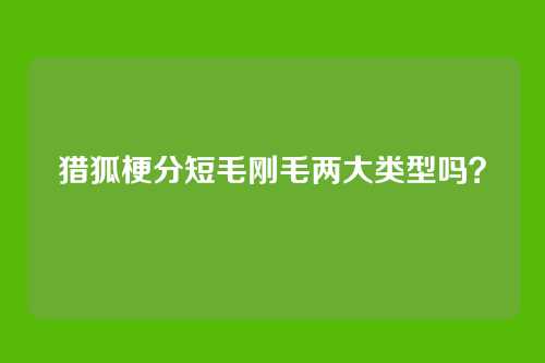猎狐梗分短毛刚毛两大类型吗？