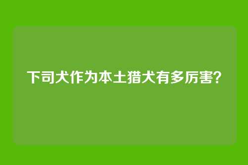 下司犬作为本土猎犬有多厉害？