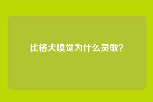 比格犬嗅觉为什么灵敏？