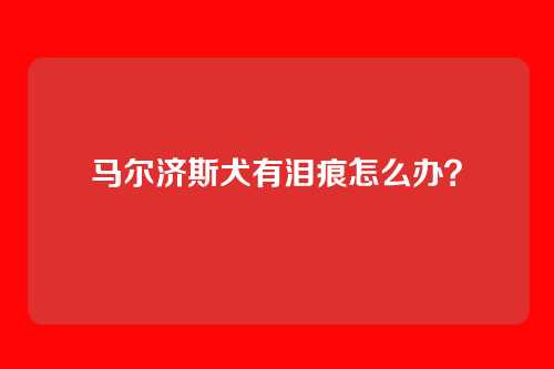 马尔济斯犬有泪痕怎么办？