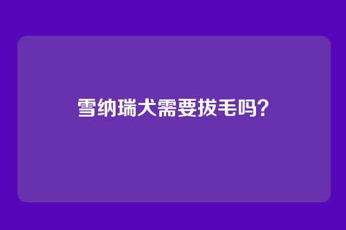 雪纳瑞犬需要拔毛吗？