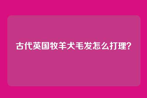 古代英国牧羊犬毛发怎么打理？
