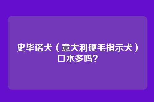 史毕诺犬（意大利硬毛指示犬）口水多吗？