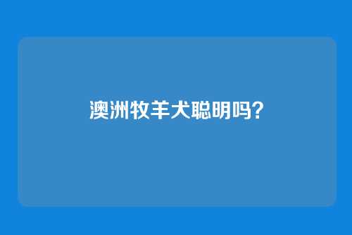 澳洲牧羊犬聪明吗？