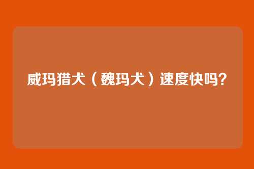 威玛猎犬（魏玛犬）速度快吗？