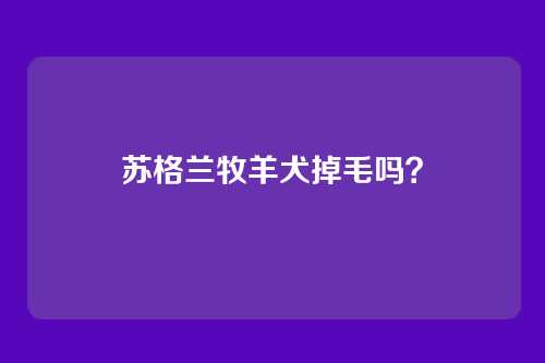 苏格兰牧羊犬掉毛吗？