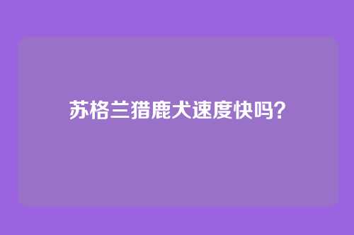 苏格兰猎鹿犬速度快吗？