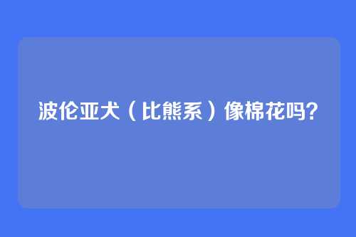 波伦亚犬（比熊系）像棉花吗？