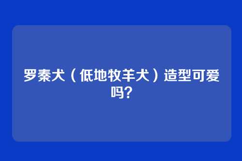 罗秦犬（低地牧羊犬）造型可爱吗？