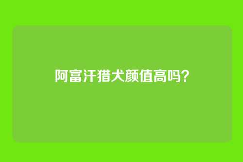 阿富汗猎犬颜值高吗？