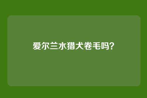爱尔兰水猎犬卷毛吗？