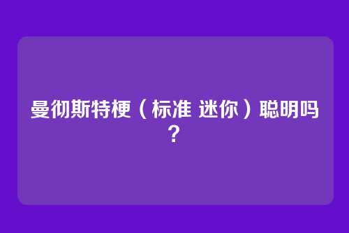 曼彻斯特梗（标准 迷你）聪明吗？